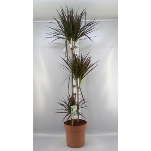 Dracaena marg. 'Magenta'