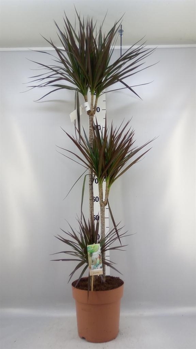 <h4>Dracaena marg. 'Magenta'</h4>