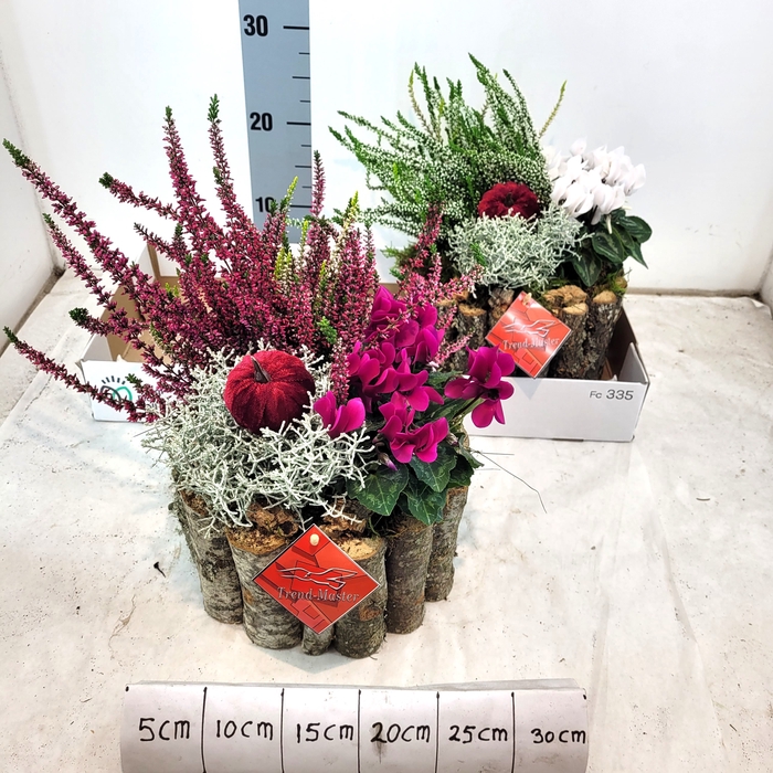 <h4>ARR TUINPLANTEN</h4>