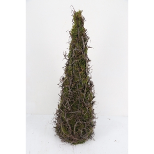 Cone Moss Bonsai 90cm