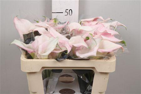 <h4>Zant Sweet Art</h4>