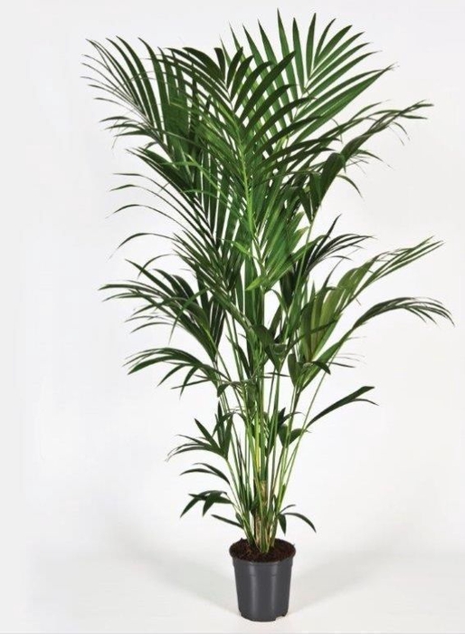 Howea forsteriana 220cm (Kentia)