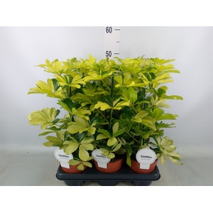 Schefflera arbor. 'Melanie'