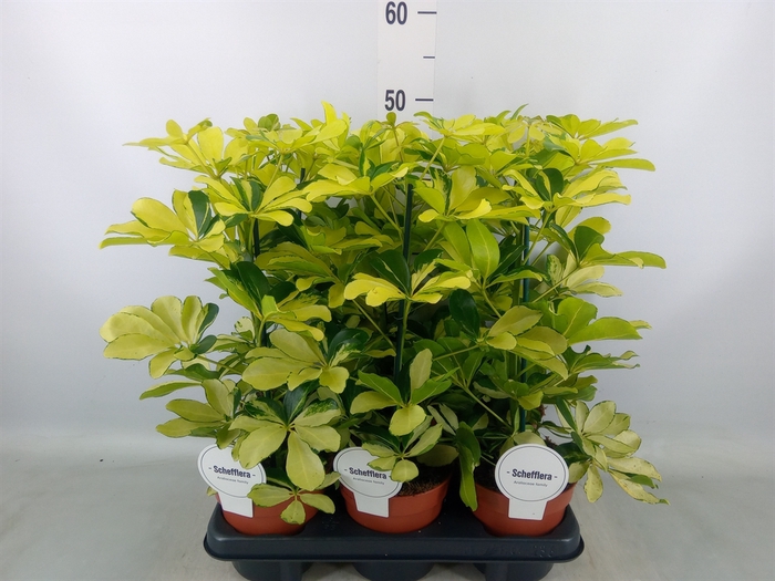 <h4>Schefflera arbor. 'Melanie'</h4>