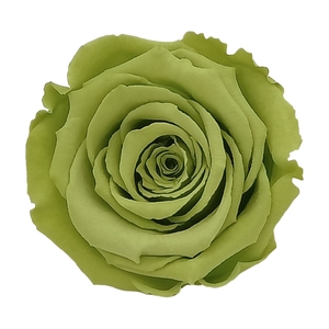 PRESERVED ROSA LL GRE 07