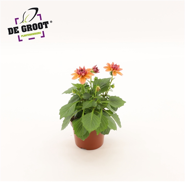 <h4>Dahlia (Zalm)</h4>