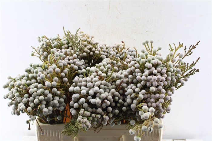 <h4>Kaaps Spray Brunia</h4>