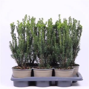 Taxus media 'Hillii'