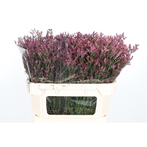 Lim Sin Scar Diamond