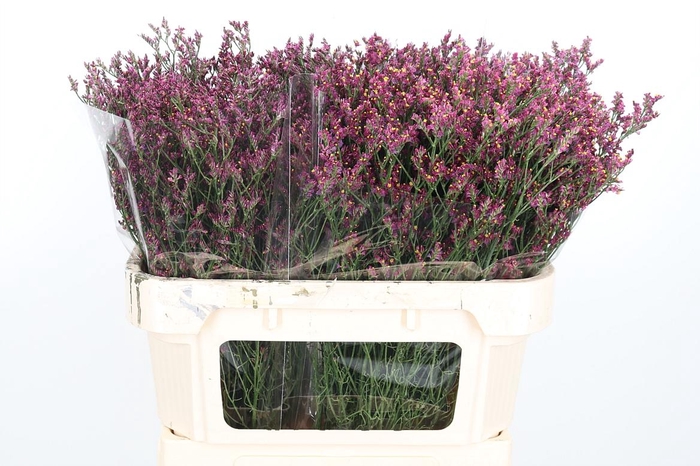 <h4>Lim Sin Scar Diamond</h4>