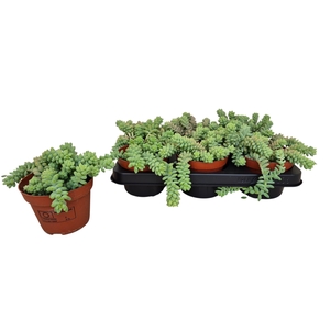 SEDUM BURRITO
