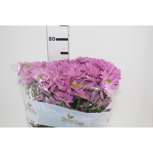 CRISANTEMO ROSE REAGAN 070 CM