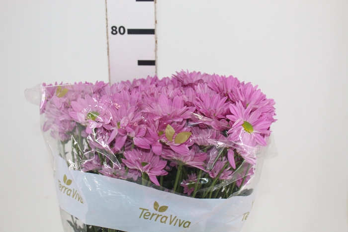 <h4>CRISANTEMO ROSE REAGAN 070 CM</h4>
