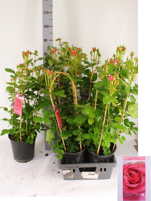 <h4>ROSA FL GLAM SELECT</h4>