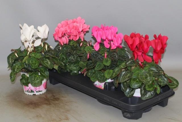 <h4>CYCL GR SUP XL</h4>