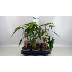 Alocasia zebrina