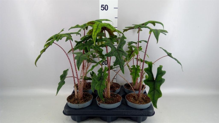 <h4>Alocasia zebrina</h4>
