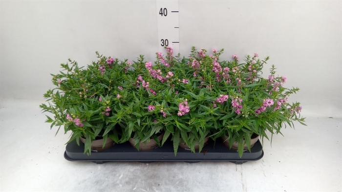 <h4>Angelonia  'Serena Lavender'</h4>