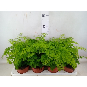 Adiantum raddi. 'Fragrans'