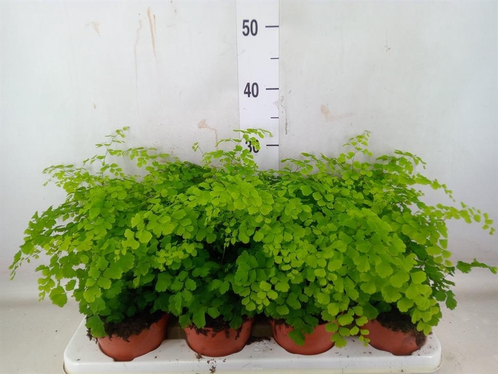 <h4>Adiantum raddi. 'Fragrans'</h4>