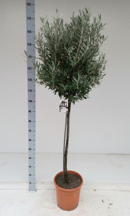 <h4>OLEA EUROPAEA</h4>