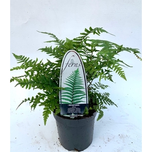 Dryopteris affinis
