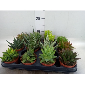 Aloe ...mix