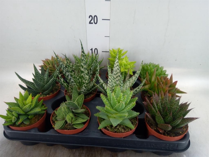 <h4>Aloe ...mix</h4>