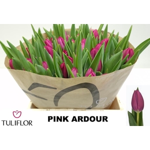 TU EN PINK ARDOUR