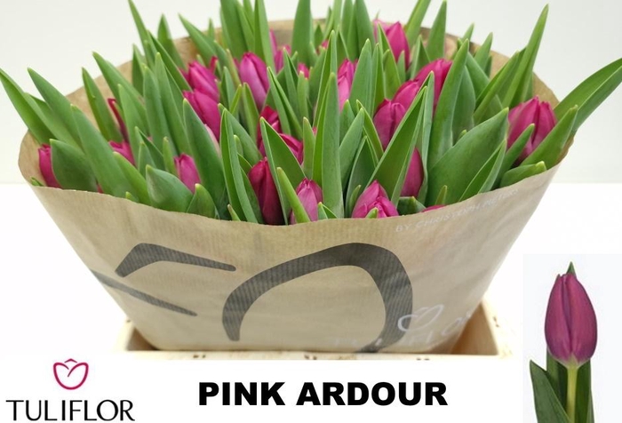 <h4>TU EN PINK ARDOUR</h4>