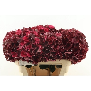 Hydr M Cl. Rubyred 75-21