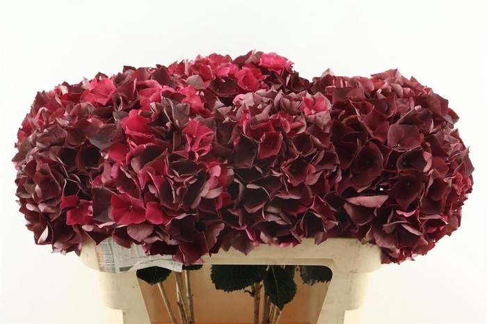 <h4>Hydr M Cl. Rubyred 75-21</h4>