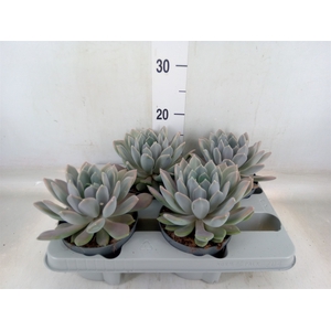Pachyphytum  'Draco'