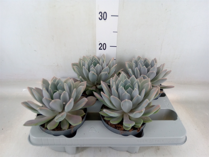 <h4>Pachyphytum  'Draco'</h4>