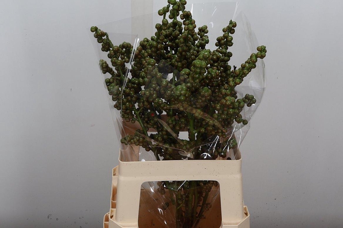 <h4>Ilex Wx Olijf Xl</h4>