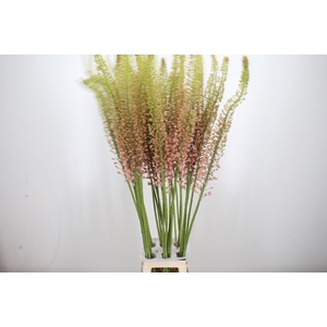 Eremurus Macarena