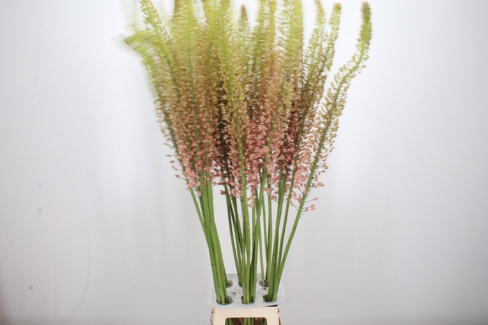 Eremurus Macarena