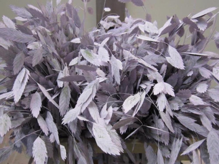 <h4>Chasmanthium Licht Milka</h4>