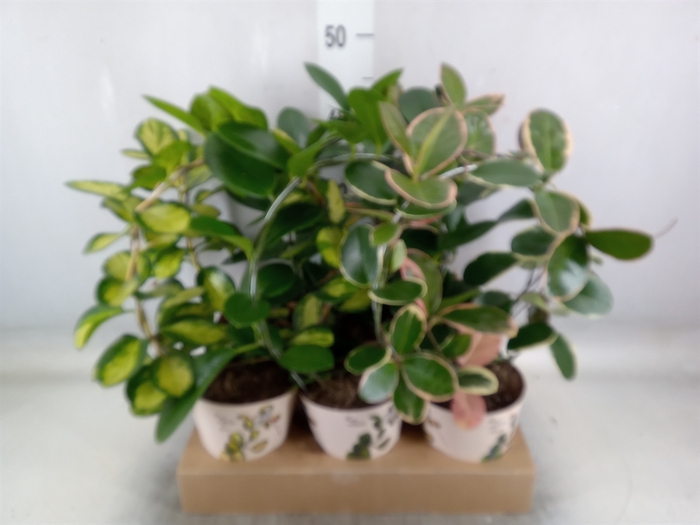 <h4>Hoya   ...mix</h4>