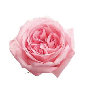 R Gr Pink O Hara Pink 40cm EC