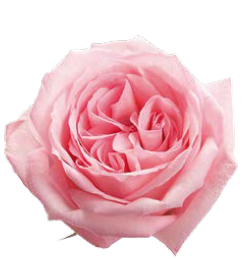 <h4>R Gr Pink O Hara Pink 40cm EC</h4>