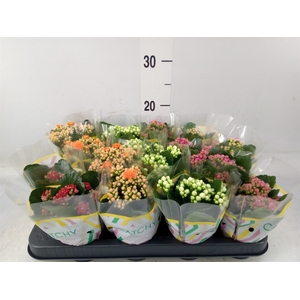 Kalanchoe blos.   ..rosebud mix  5
