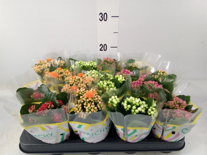 <h4>Kalanchoe blos.   ..rosebud mix  5</h4>