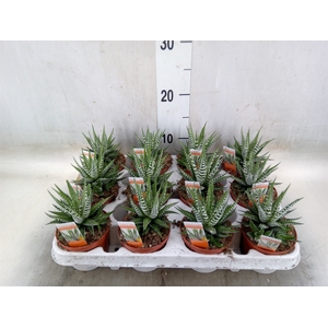 Haworthia fasciala 'Big Band'