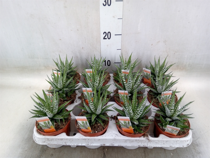 <h4>Haworthia fasciala 'Big Band'</h4>