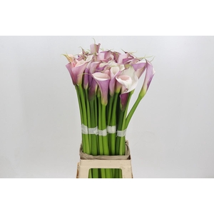 Zantedeschia Eydolls Purple White