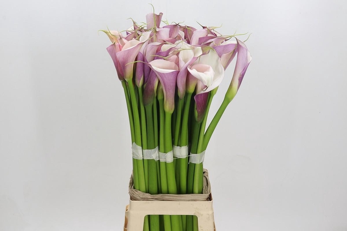 <h4>Zantedeschia Eydolls Purple White</h4>