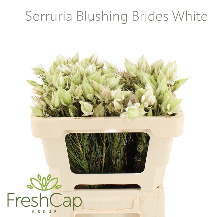 <h4>Serruria Blushing Brides White 1-3 Flwrs</h4>