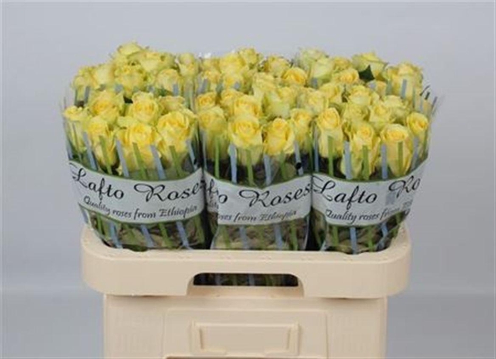 <h4>R Gr Minion Rose</h4>