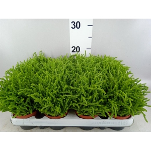 Crassula   ...